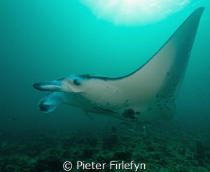 pregnant manta ray by Pieter Firlefyn 
